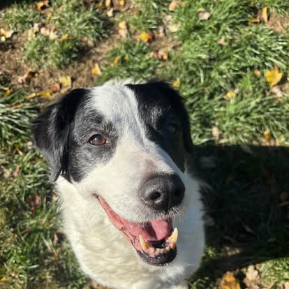 Dog 13