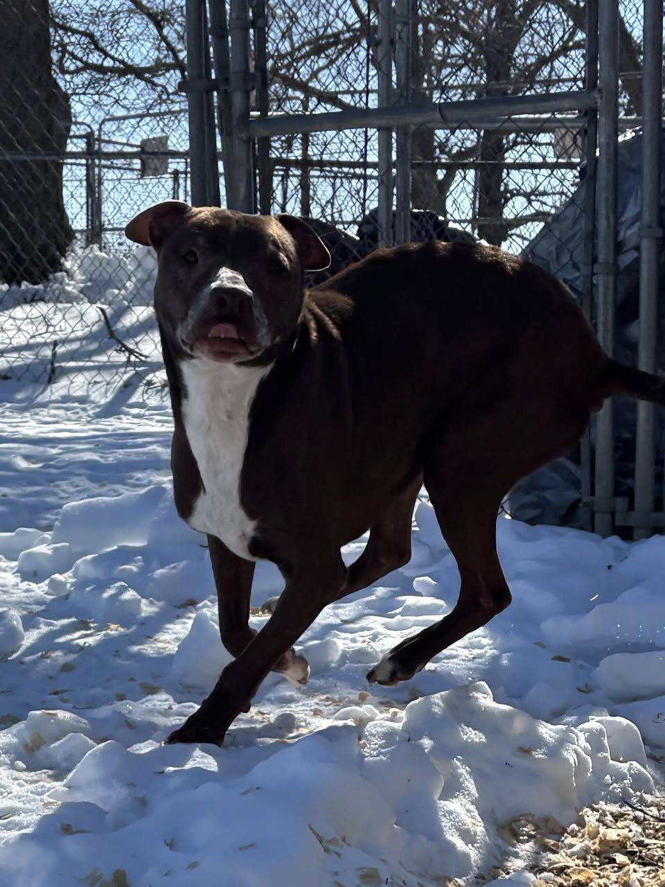 Dog 2
