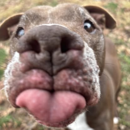 Dog 6