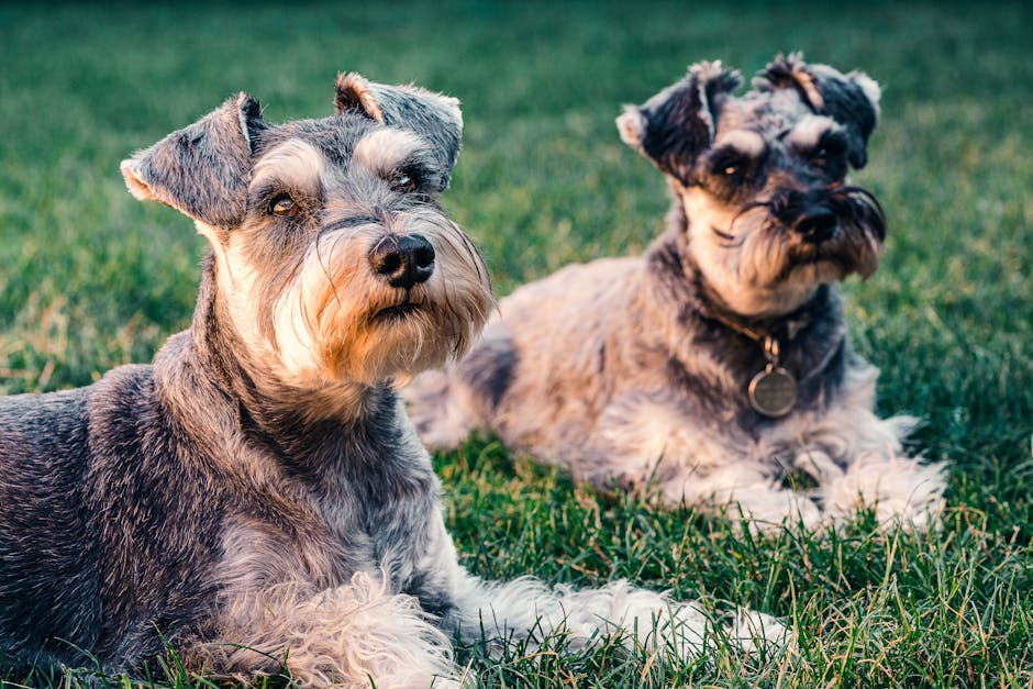 Two adorable Schnauzer dogs resting on grass in London, showcasing their distinctive features.