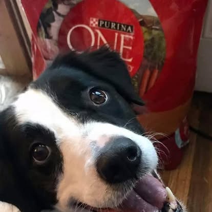 Donate doginbox